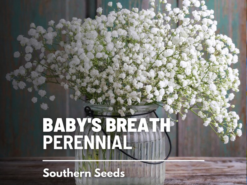 Baby's Breath Seeds 200 Red Seeds Baby Breath Flower Seeds –