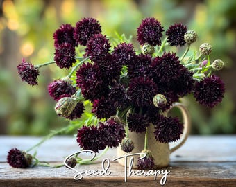 Puede incluir: Un ramo de flores texturizadas de color morado oscuro con tallos verdes y capullos cerrados en una taza de cerámica moteada de color claro. El texto Seed Therapy está escrito en una fuente cursiva blanca en la parte inferior.
