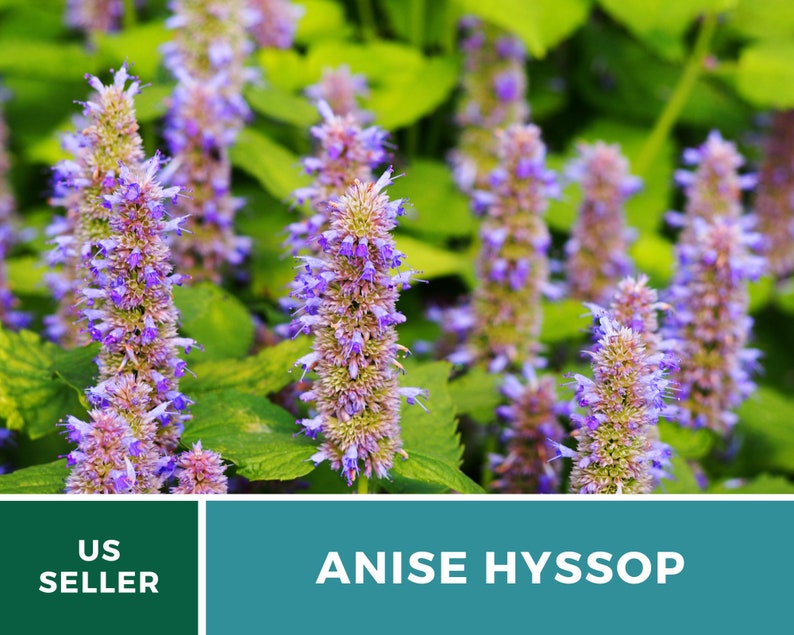 Hyssop Anise licorice Mint 200 Seeds Culinary & Etsy
