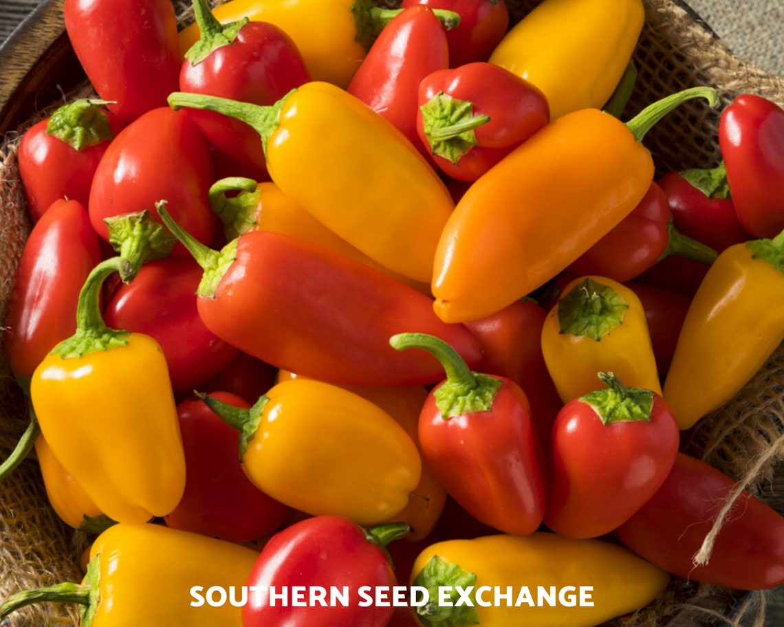 Pepper Lunchbox Sweet Snacking 25 Seeds GMO Free Easy Etsy