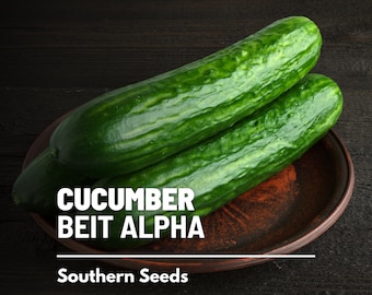 Cucumber, Beit Alpha - 30 Seeds - Heirloom Vegetable - Open Pollinated - Non-GMO (Cucumis sativus)