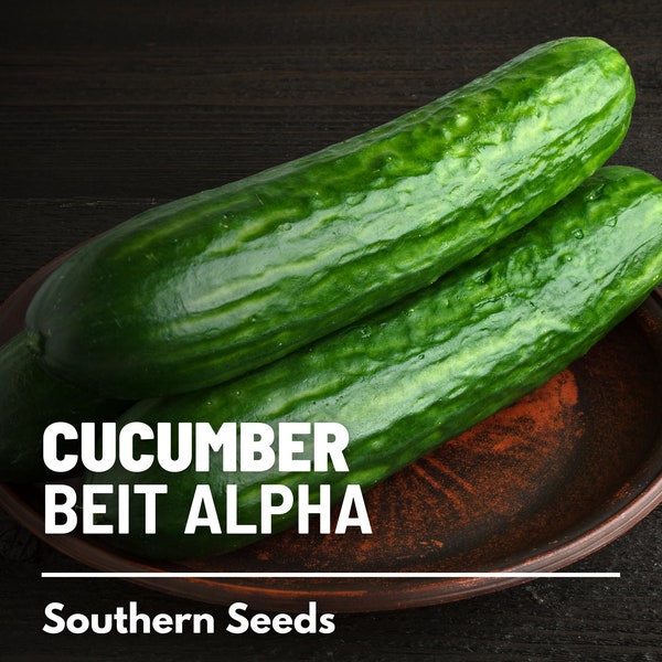 Cucumber, Beit Alpha - 30 Seeds - Heirloom Vegetable - Open Pollinated - Non-GMO (Cucumis sativus)