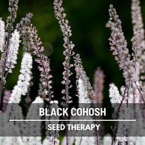 Black Cohosh (Bugbane) - 25 Seeds - Heirloom Medicinal Herb - Ornamental Flower (Cimicifuga racemosa atropurpurea)