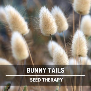 Bunny Tails (Lagurus ovatus) close-up of fuzzy white seed heads, ornamental grass grown for dried bouquets, wreaths, and natural home decor - Seed Therapy