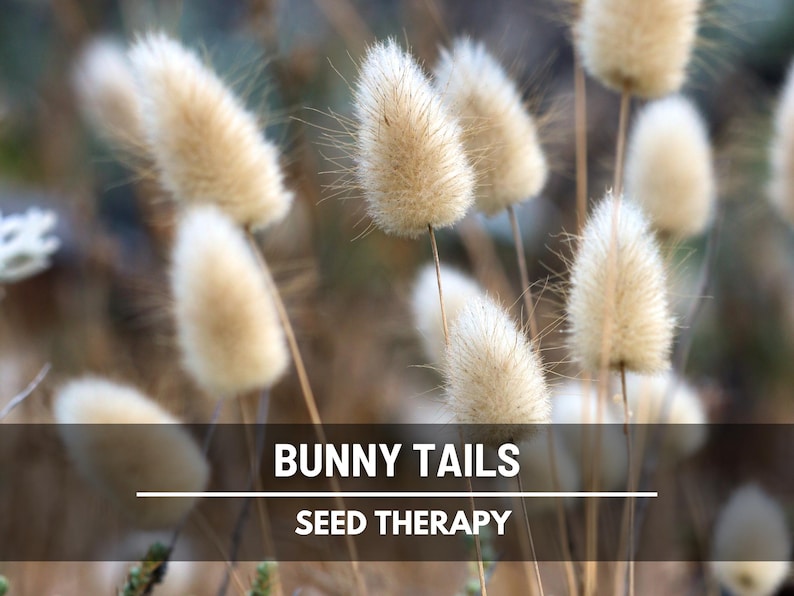 Bunny Tails (Lagurus ovatus) close-up of fuzzy white seed heads, ornamental grass grown for dried bouquets, wreaths, and natural home decor - Seed Therapy