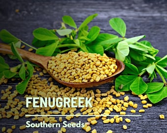 Fenugreek - 50 Seeds - Heirloom Herb - Culinary & Medicinal Herb (Trigonella foenum-graecum)