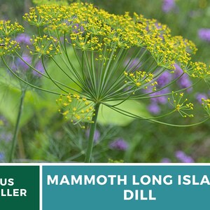 May include: A close-up of a green dill plant with yellow flowers. The plant is in bloom and has a delicate, feathery appearance. The text "MAMMOTH LONG ISLAND DILL" is displayed below the image.