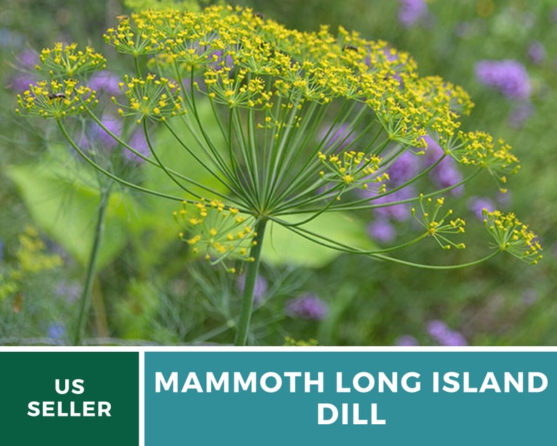 May include: A close-up of a green dill plant with yellow flowers. The plant is in bloom and has a delicate, feathery appearance. The text "MAMMOTH LONG ISLAND DILL" is displayed below the image.