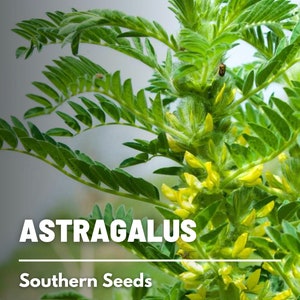 Astragalus (Huang Qi) - 25 Seeds - Heirloom Medicinal Herb - Adaptogenic (Astragalus membranaceus)