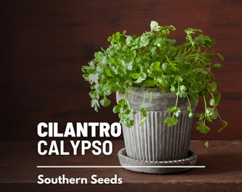 Cilantro, Calypso (Coriander) - 100 Seeds - Heirloom Herb - Slow Bolting (Coriandrum sativum)