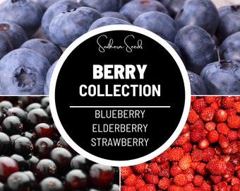 Berry Seed Collection - Elderberry, Blueberry, Strawberry - Heirloom Fruits - Enjoy a Variety of Delicious and Nutritious Berries