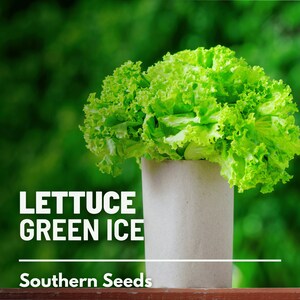 Lettuce, Green Ice - 500 Seeds - Heirloom Vegetable - Open Pollinated - Non-GMO (Lactuca sativa)