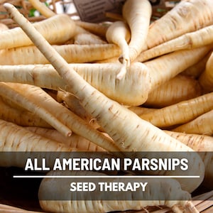 Close-up of All American Parsnips showing smooth pale skin and tapered roots, premium heirloom quality.