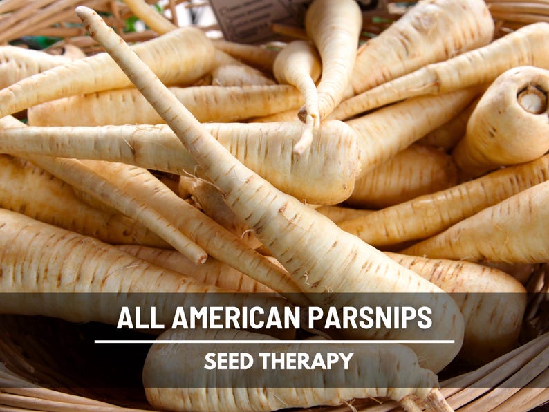 Close-up of All American Parsnips showing smooth pale skin and tapered roots, premium heirloom quality.
