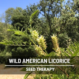 Wild American Licorice growing in natural landscape with trees – Seed Therapy