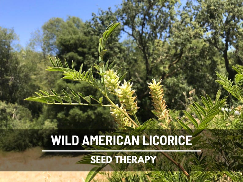 Wild American Licorice growing in natural landscape with trees – Seed Therapy