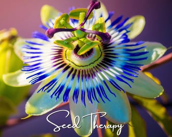 Graines de passiflore bleue (Passiflora caerulea) – Variété ancienne, grimpante exotique, Bluecrown (20 graines)