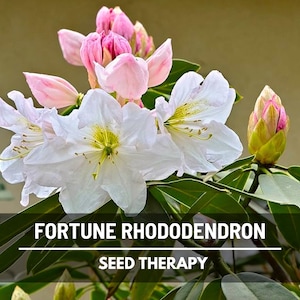Fortune Rhododendron Seeds – Heirloom, Flowering Shrub, Big White and Pink Flowers, Beautiful Landscape Plant | 100 Seeds