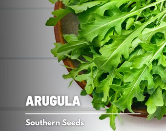 Arugula - 200 Seeds - Heirloom Herb - Open Pollinated - Non-GMO (Eruca sativa)