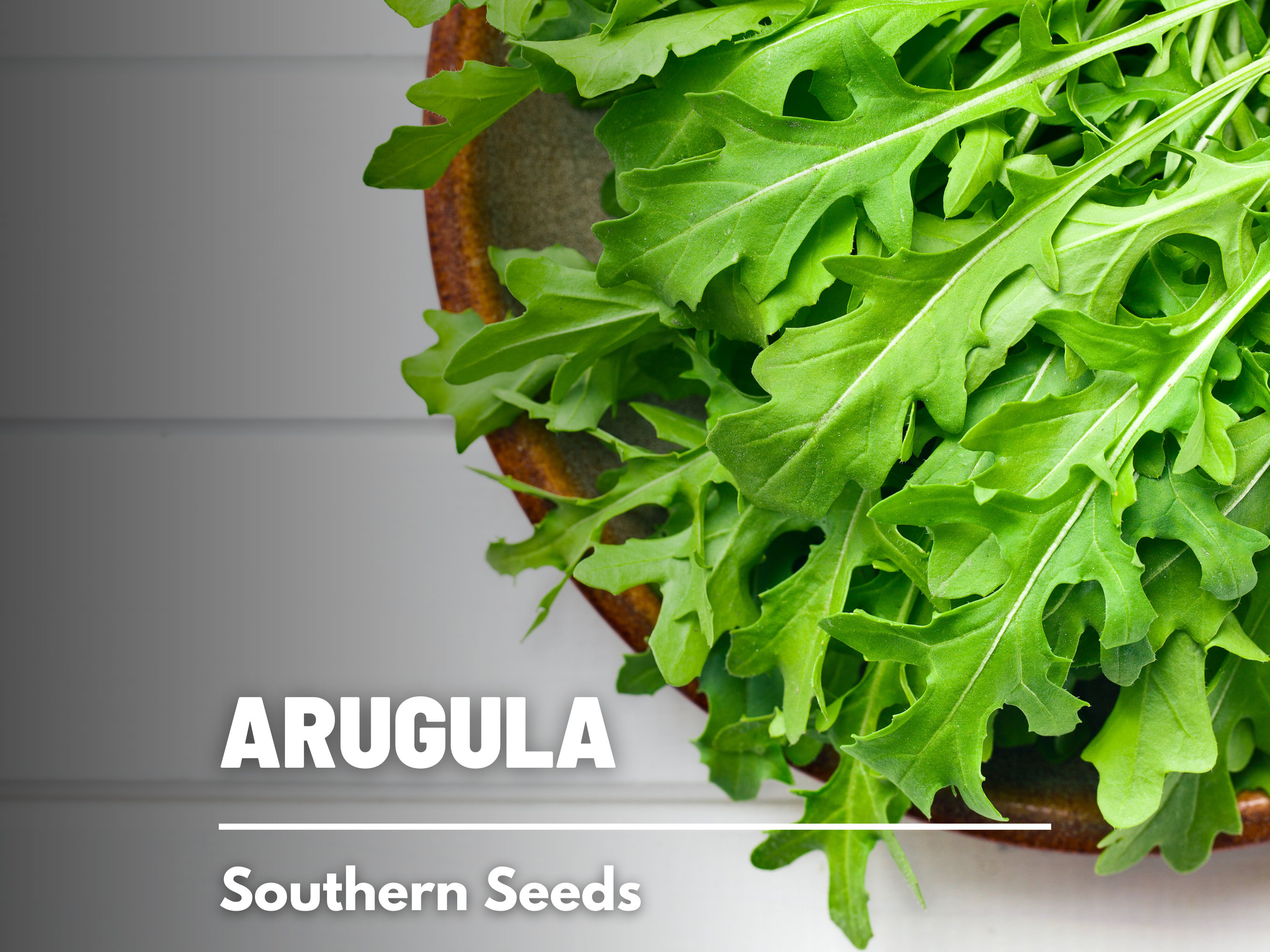 Arugula, Roquette - Morgan County Seeds