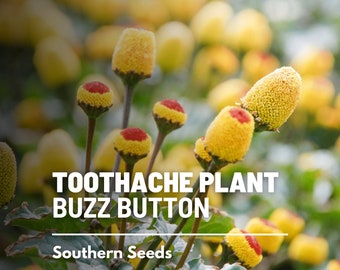 Toothache Plant - 50 Seeds - Heirloom Herb, Buzz Buttons, Peek-A-Boo, Paracress, Eyeball Plant, Electric Daisy (Spilanthes Oleraceaa)