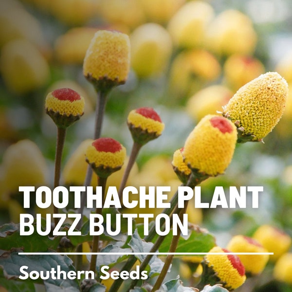 Toothache Plant - 50 Seeds - Heirloom Herb, Buzz Buttons, Peek-A-Boo, Paracress, Eyeball Plant, Electric Daisy (Spilanthes Oleraceaa)