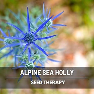 Alpine Sea Holly flower close-up showing sharp spiky petals – Seed Therapy