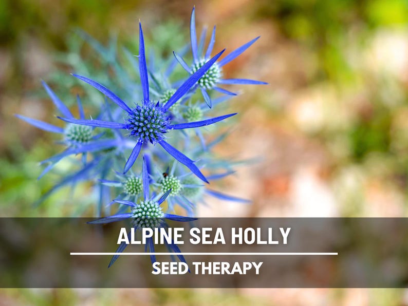 Alpine Sea Holly flower close-up showing sharp spiky petals – Seed Therapy