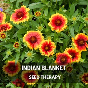 Semillas de manta india (Firewheel) – Flor tradicional, floración vibrante, resistente a la sequía, flor silvestre nativa clásica / 200 semillas imagen 1