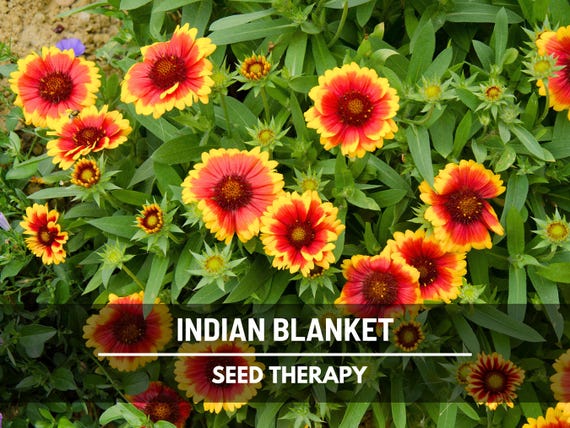 Indian Blanket Seeds (Firewheel) – Heirloom Flower, Vibrant Blooms, Drought Tolerant, Classic Native Wildflower | 200 Seeds