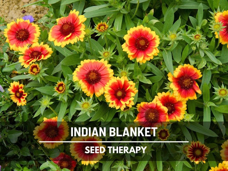 Semillas de manta india (Firewheel) – Flor tradicional, floración vibrante, resistente a la sequía, flor silvestre nativa clásica / 200 semillas imagen 1