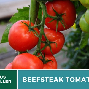 Tomato, Beefsteak 50 Seeds Heirloom Vegetable, Indeterminate, Large, Meaty Tomatoes, Slicing Tomato Lycopersicon esculentum image 4