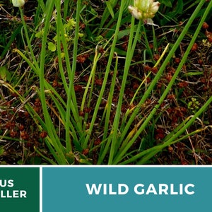 Garlic, Wild 25 Seeds Heirloom Vegetable Wild and Robust Flavor Allium canadense image 4