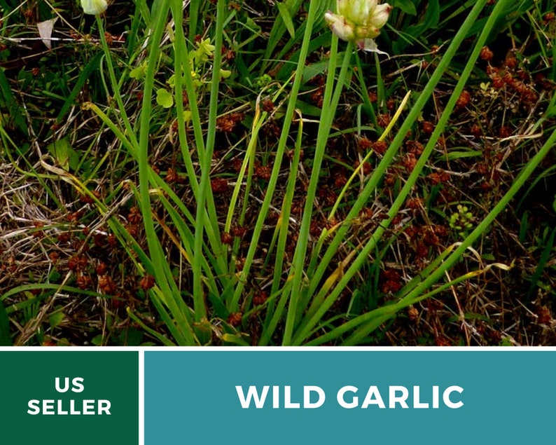 Garlic, Wild 25 Seeds Heirloom Vegetable Wild and Robust Flavor Allium canadense image 4