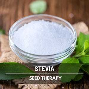 Stevia Seeds (Sugar Leaf) – Heirloom Herb, Natural Sweetener, Sugar Alternative, Medicinal Plant, Stevia rebaudiana | 50 Seeds image 6