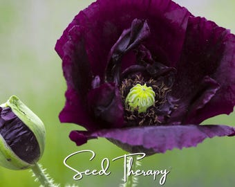Coquelicot, After Midnight - 100 graines - Fleur ancienne, fleurs noires, idéale pour les fleurs coupées et les compositions florales (Papaver somniferum)