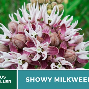 May include: Close-up of a cluster of pink and white Showy Milkweed flowers. The flowers have a star-shaped appearance with pointed petals. The background is a blurred green.