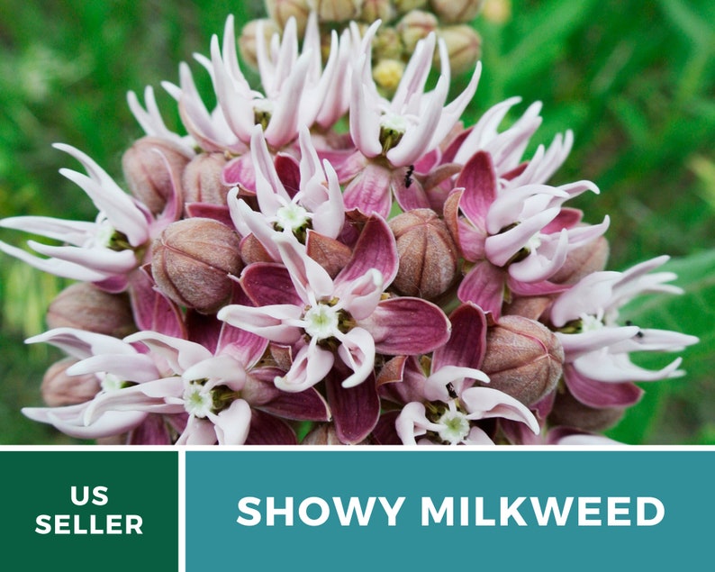 May include: Close-up of a cluster of pink and white Showy Milkweed flowers. The flowers have a star-shaped appearance with pointed petals. The background is a blurred green.