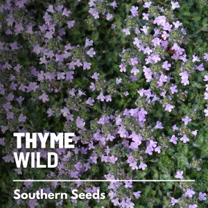 Thyme, Wild (Breckland) - 100 Seeds - Heirloom Herb, Medicinal & Culinary, Native Variety, Low Growing (Thymus serpyllum)