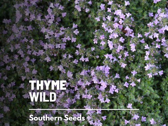 English Thyme (Thymus vulgaris) - Annie's Heirloom Seeds