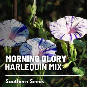 May include: Three white morning glory flowers with blue and purple stripes. The flowers are growing on a vine. The text "MORNING GLORY HARLEQUIN MIX" and "Southern Seeds" is below the flowers.