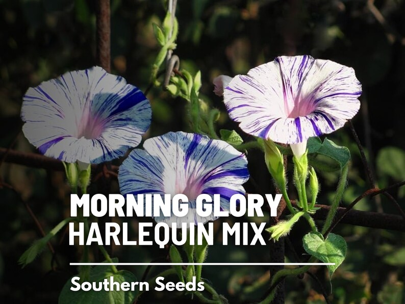 May include: Three white morning glory flowers with blue and purple stripes. The flowers are growing on a vine. The text "MORNING GLORY HARLEQUIN MIX" and "Southern Seeds" is below the flowers.