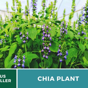 Chia 250 Seeds Heirloom Culinary & Medicinal Herb Superfood Non-GMO Salvia hispanica image 9