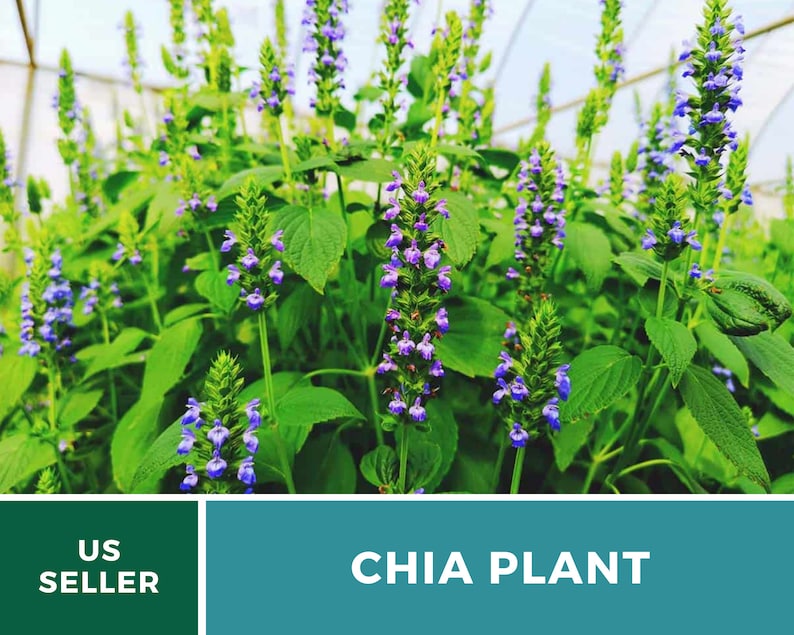 Chia 250 Seeds Heirloom Culinary & Medicinal Herb Superfood Non-GMO Salvia hispanica image 9