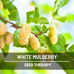 White Mulberry Seeds – Heirloom Fruit Tree, Morus Alba, Sweet White Berries for Homestead, Fast Growing | 50 Seeds