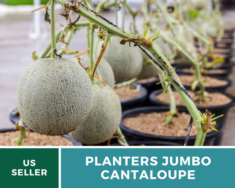 Melon Planter's Jumbo Cantaloupe Heirloom Seeds Non Etsy
