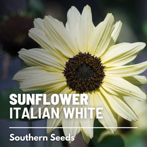 Sunflower, Italian White - 25 seeds - Heirloom Flower, Ivory Blooms, Medicinal Plant, Beach Sunflower, Garden Gift  (Helianthus dibilis)