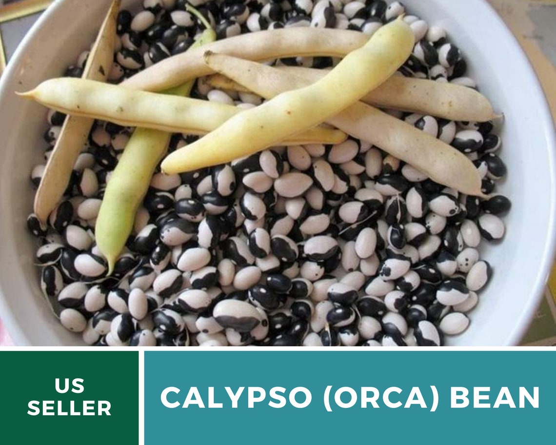 Bean Calypso Orca 25 Seeds Heirloom Non GMO Etsy