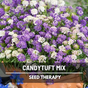 Candytuft Mixed Color Seeds – Heirloom Flower with a Brilliant Mix of Pink, White and Lavender Blooms, Easy to Grow | 100 Seeds