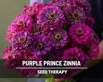 Purple Prince Zinnia Seeds – Heirloom, Pollinator-Friendly Flower, Easy to Grow (100 Seeds)